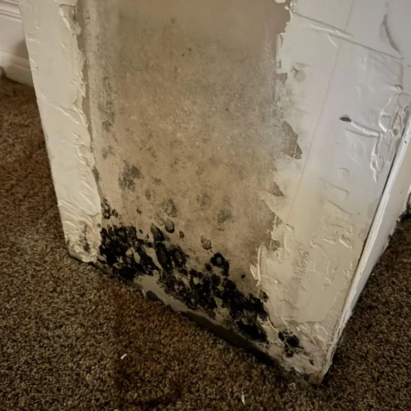 Professional Mold Removal in Swannanoa, NC